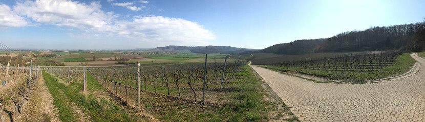 Fototapeta na wymiar Vineyard panorama in Bavaria in early spring