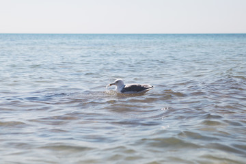 Naklejka premium Seagull is swimming in the sea.