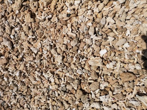 spitzer Korallenstrand