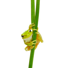 Tree frog on a plant