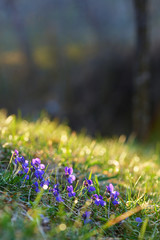 Spring wild flowers violets