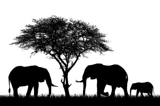 Realistic illustration with silhouette of three elephants on safari in Africa. Acacia tree and grass isolated on white background, vector