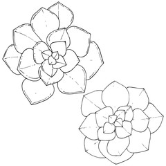 Vector Succulents floral botanical flower. Black and white engraved ink art. Isolated succulents illustration element.