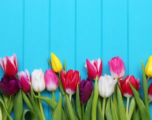 tulips on blue wood