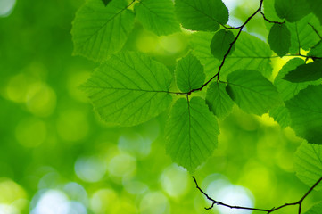Fototapeta na wymiar Green leaves on the spring tree