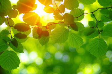  Green leaves on the sun.