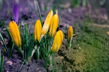 spring began the first spring yellow flowers