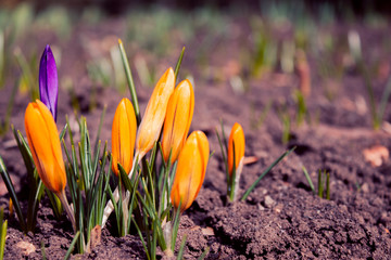spring began the first spring yellow flowers