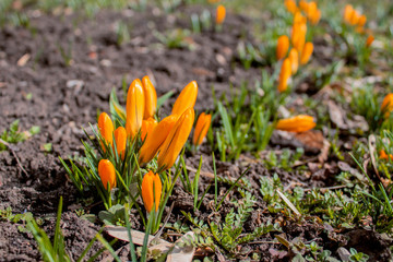 spring began the first spring yellow flowers
