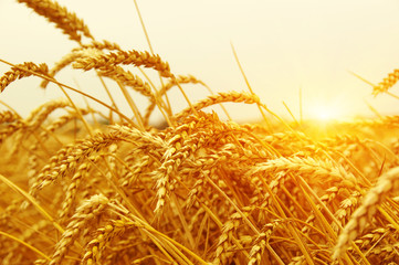 Wheat field on sun.