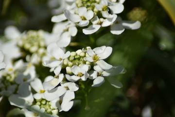Obraz premium Immergrüne Schleifenblume (Iberis sempervirens)