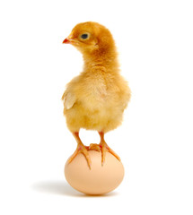 chick and egg isolated on a white
