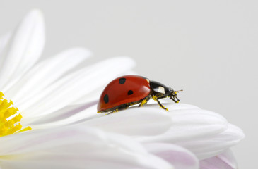 Ladybug on chamomiles