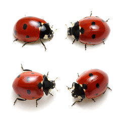 Collection of ladybugs