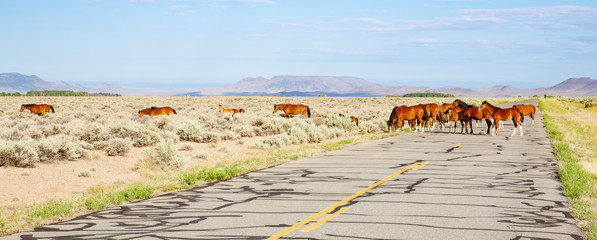 Wild horses in south Colorado, USA