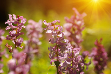 field of spring flowers