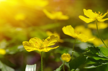field of spring flowers