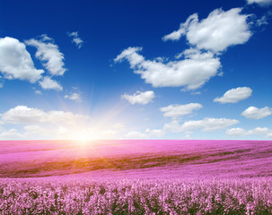 colorful flowers over blue sky