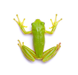 Green tree frog