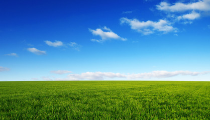 Field and blue sky with white clouds