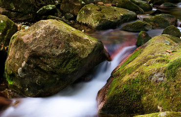 A small creek flows among mossy rocks in the jungle. Daintree National Park, Far North Queensland, Australia. - Image