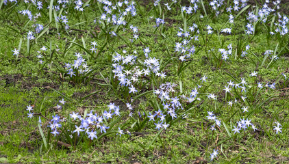 Spring flowers background image