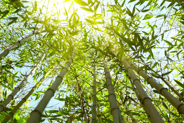 bamboo forest