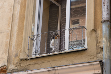 dog on the balcony,At the old house the dog looked out of the balcony