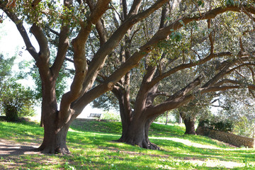 Obraz premium holm oak trees in the park