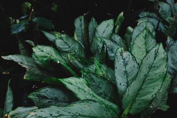 Texture of green leaves
