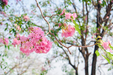 Pink flower Chompoo Pantip blossom in Thailand  , Thai sakura with sweet background , Background