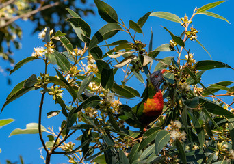 parrot on a branch