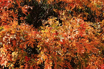南アルプス塩見岳山頂への道 　塩見小屋のナナカマド紅葉