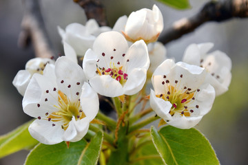 I bianchi fiori del pero