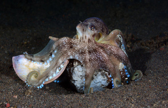 Incredible Underwater World - Coconut octopus - Amphioctopus marginatus. Diving and underwater photography. Tulamben, Bali, Indonesia.