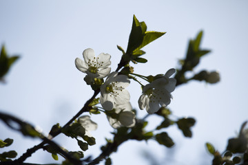 White flowers blossom.