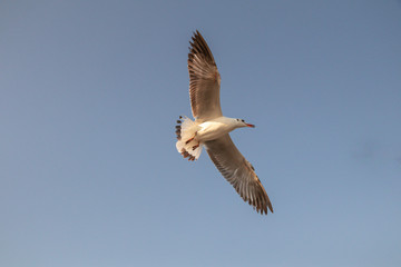 Close up Seagull flying in the air and sky background.Freedom seagull expand wings in the sky.