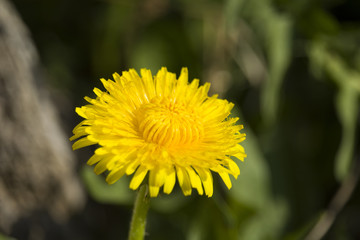 Yellow Dandelion In The Grass Green Meadow . close up