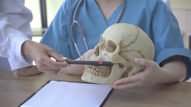 Doctor pointing model and a fake human skull while discussion or working with another doctor at the hospital. Forensic science and anatomy or Medical healthcare staff and doctor service concept