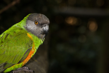 Brown-headed Parrot (Poicephalus cryptoxanthus) side view outdoors. Green bird with yellow belly and grey brown head.