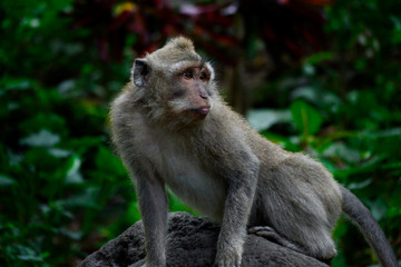 Monkey Forest