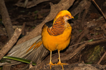 Golden Pheasant full length standing on the ground facing the camera. Bird with yellow gold feathers and long tail.