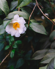 White camellia flower over dark green leaves