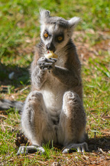 ring tailed lemur