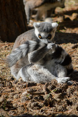 Ring tail lemur