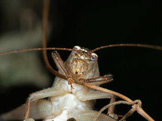 Macro Photo of Grasshopper is Climbing on a Branch