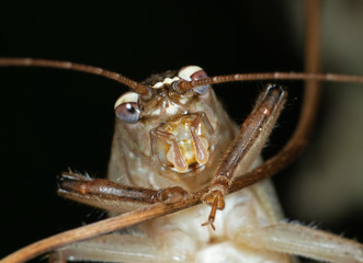 Macro Photo of Grasshopper is Climbing on a Branch