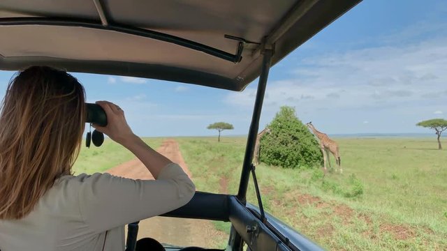 Woman on a safari trip in Masai Mara spotting giraffes