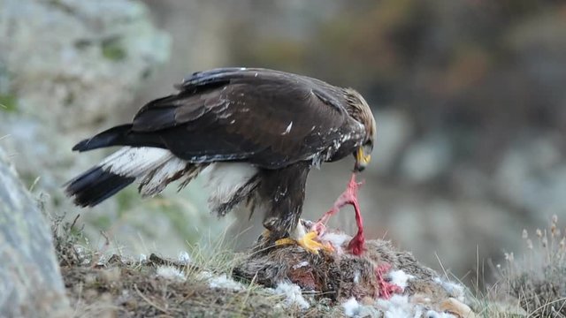 Joven aguila real comiendo de una carro&ntilde;a