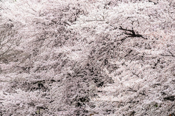 桜_08